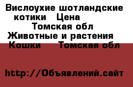 Вислоухие шотландские котики › Цена ­ 4 000 - Томская обл. Животные и растения » Кошки   . Томская обл.